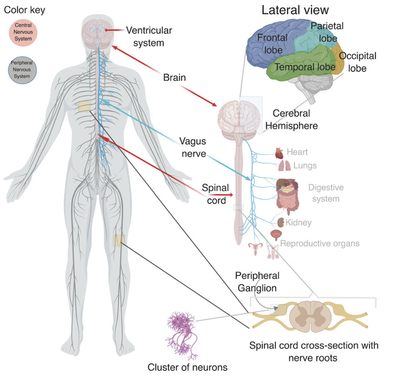 Brain and its extensions throughout body