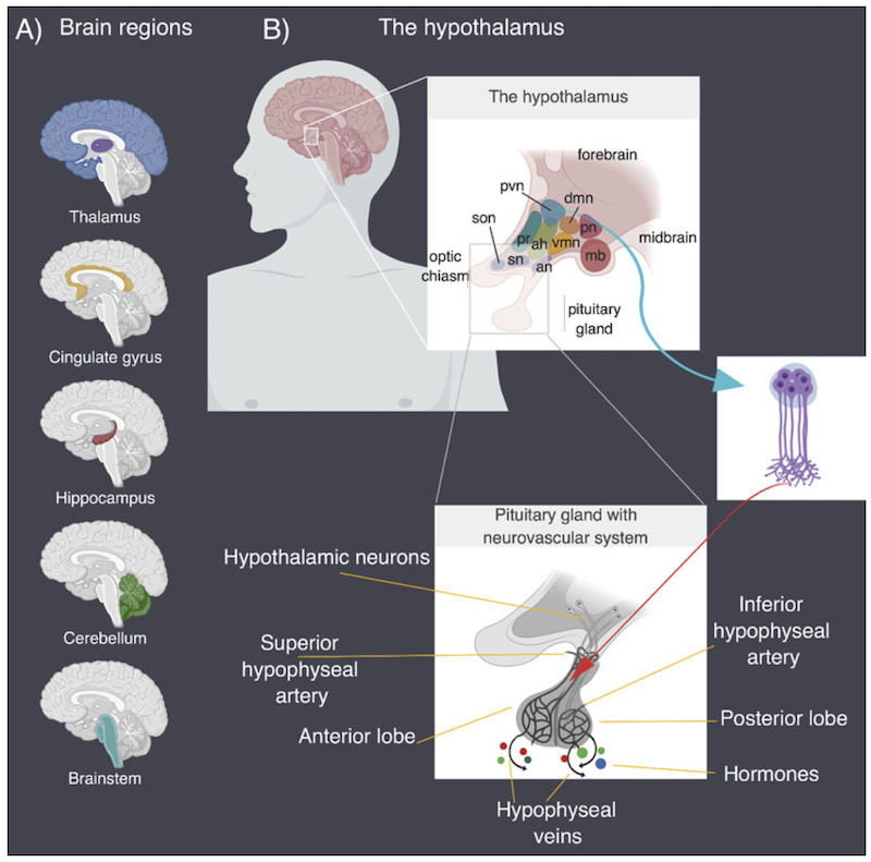 Hypothalamus and pituitary gland