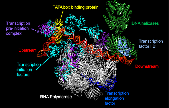 Gene expression regulatory complex